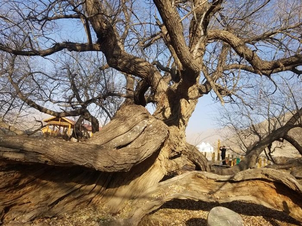 奈曼旗怪柳林简介图片