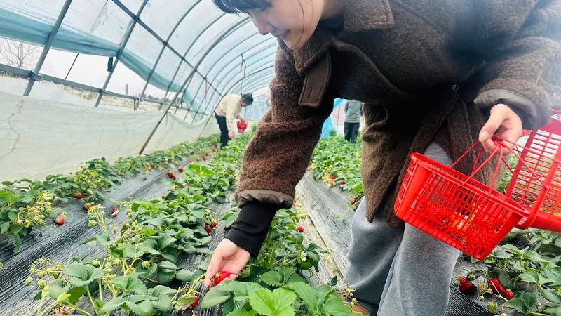 兴泰小学组织女教师开展采摘草莓活动