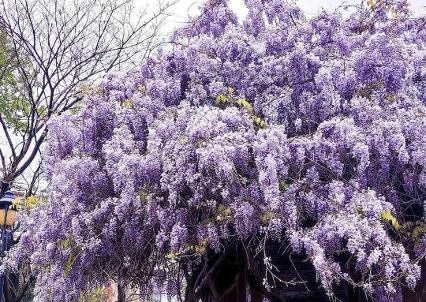 愿全世界的花都好好地开
